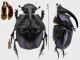 Phanaeus quadridens prof rid.jpg