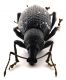 Comb0588_16jcr.jpg