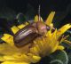 Firminus fossulatus.jpg
