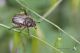 IMG_0690_Blitopertha_nigripennis.jpg