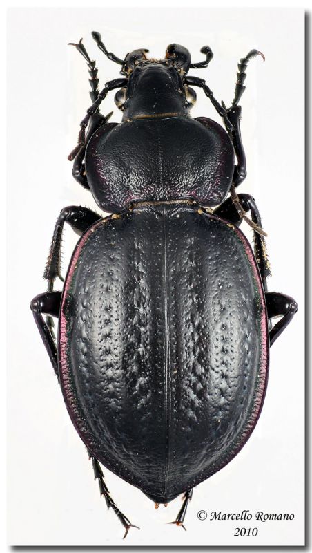 Carabus famini_femmina.jpg