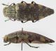 Polybothris_viriditarsis.jpg