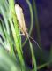 Chimarra sp. 2.jpg