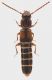 Staphylinidae_Manziana_2-I-2013_5,3mm_grey.jpg