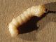 Agapanthia_asphodeli_larva_3.jpg