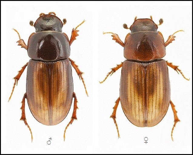 Aphodius (Neagolius) bilimecki - pair.jpg