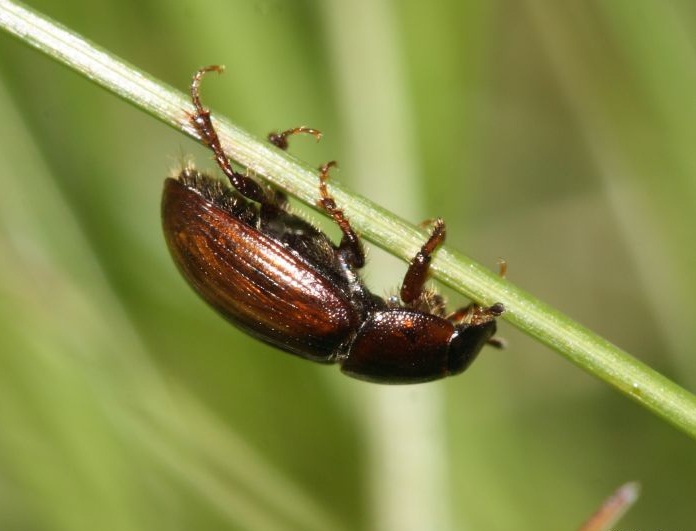 Aphodius bilimecki female 2.jpg