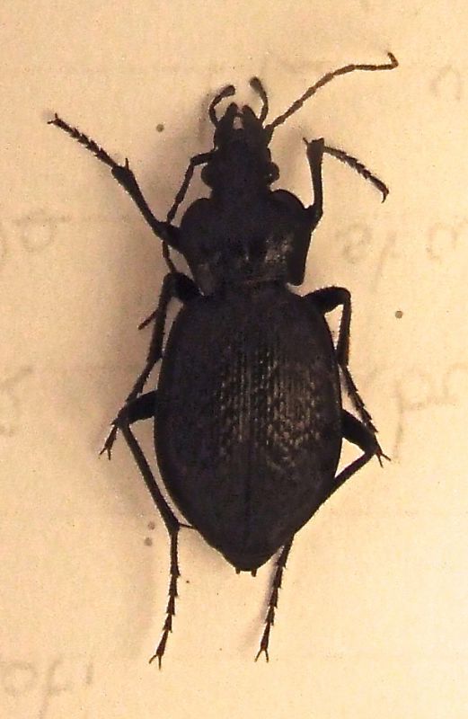 DSCF7010.JPG