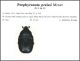 P. preissi.JPG