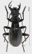 Anthia thoracica rid.jpg