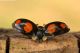 Coccinellidae---Casareggio-di-Vobbia_DSC4011.jpg