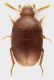 Leiodidae_Soratte_4-I-2013_1,5mm_grey.jpg