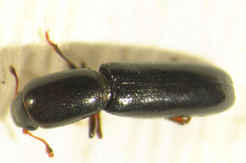 teredus cilindricus 3,5 luglio fei.jpg