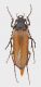 Cebrio supramontanus.jpg