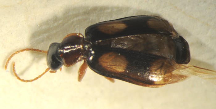 Dromius quadrimaculatus 5,0 VII fei.jpg