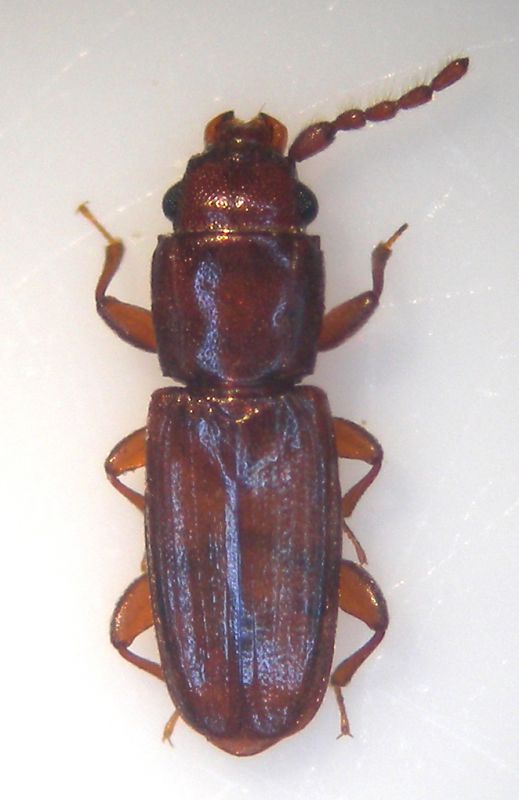 Placonotus testaceus M.jpg