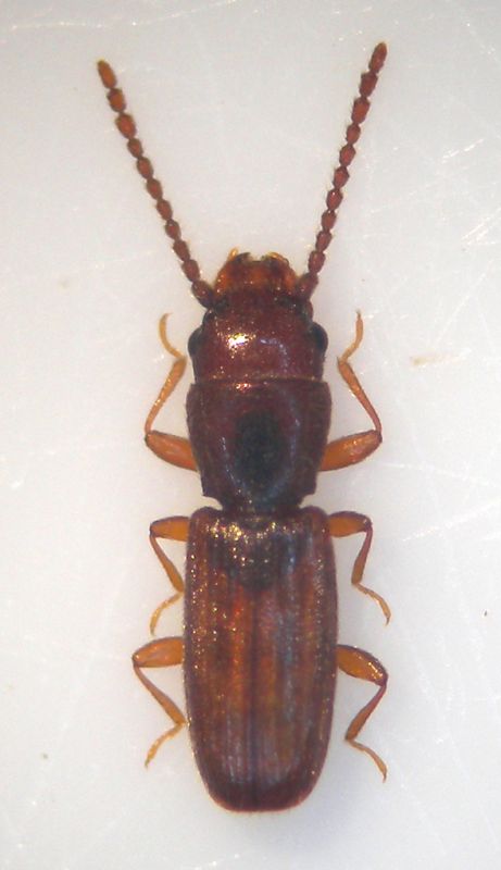 Cryptolestes ferrugineus M.jpg