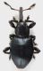 Curc_Manziana_2-I-2013_4,1mm_grey.jpg