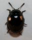 coleoboh sopra2.jpg