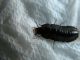larva 2.JPG