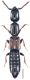 Xantholinus s.str.linearis (OLIVIER,  1794).jpg