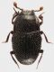 Histeridae_Manziana_2-I-2013_1,2mm_grey.jpg