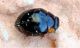 coccinella.jpg