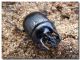 Typhaeus typhoeus_ maschio_ Bosco Ficuzza_27.I.2008.jpg