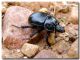 Typhaeus typhoeus femmmina_Madonie_900 m_26 X 2007.jpg