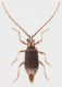 Ptinus_Manziana_2-I-2013_3mm_grey.jpg