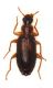 Dromius-meridionalis.jpg