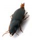 Comb0606_15jcr.jpg