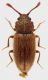 Manziana_2-I-2013_2,4mm_grey.jpg