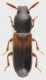 Corticeus_fasciatus_Manziana_2-1-2013_3,3mm_grey.jpg