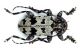 Aegomorphus krueperi_male.jpg