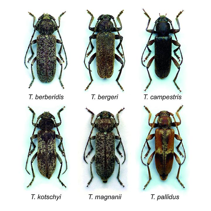 European Trichoferus_ 6 species.jpg