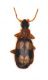 Calodromius-spilotus.jpg