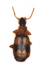 Calodromius-spilotus.jpg