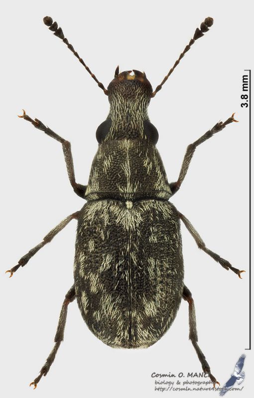 Allandrus_fuscipennis_s.JPG