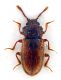 Comb0619_05jcr.jpg