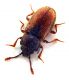 Comb0621_08jcr.jpg