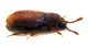 Comb0620_10jcr.jpg