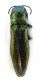 Comb0622_06jcr.jpg