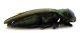 Comb0623_06jcr.jpg