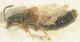 stafilinide 6mm scarsi giugno fei.jpg