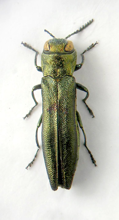 Agrilus1.jpg