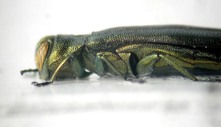 Agrilus2.jpg