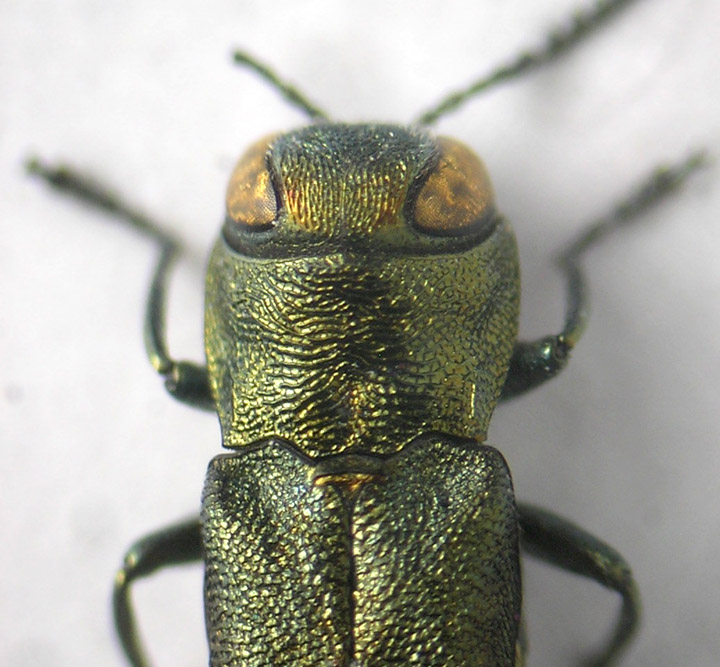 Agrilus3.jpg