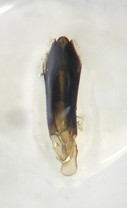 Agrilus edeago.jpg