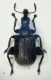AA Curculio 4mm. Badolo.JPG